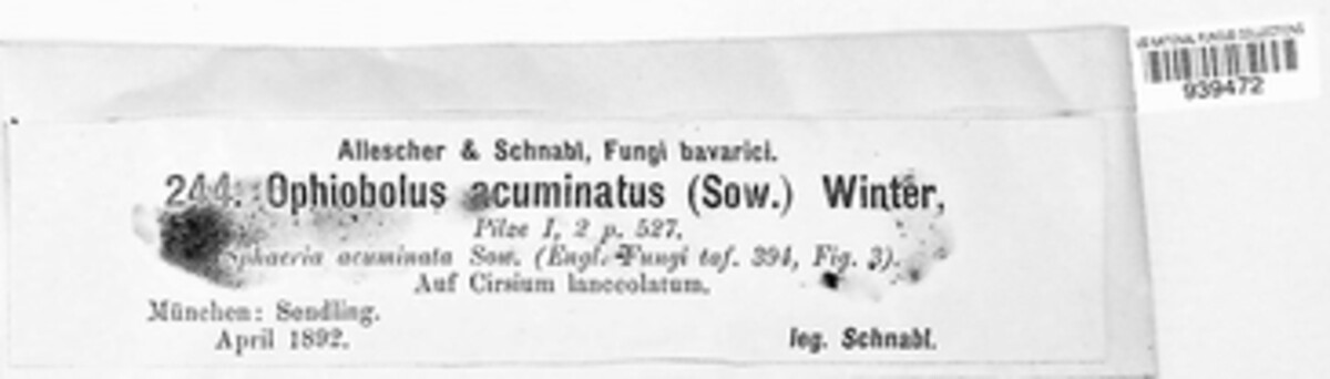 Ophiobolus acuminatus image